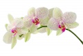 Orhidei 5.jpg